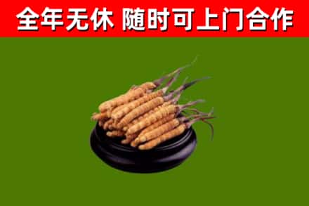 永修县回收冬虫夏草