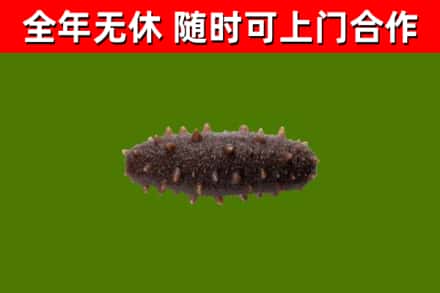 永修县回收海参干
